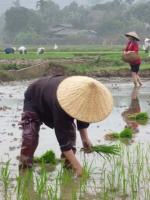 Sake Barrels